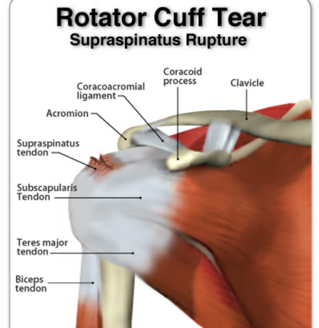 Rotator Cuff Anatomy