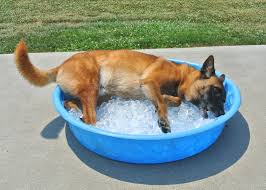 Dog playing in a kiddie pool