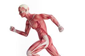 Muscular diagram of a man running