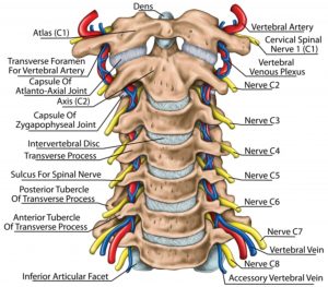 Diagram of the neck