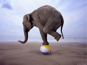Elephant balancing on a beach ball