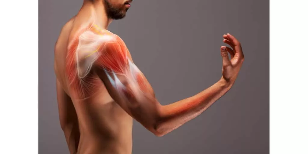 Anatomy of a man's arm. bicep tendon tear concept