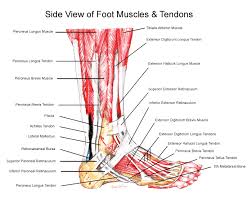 Side view of foot muscles and tendons