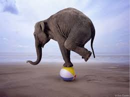 Elephant balancing on a beachball