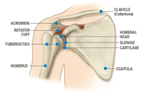 Diagram of the shoulder