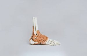 A model of the human ankle showing bones, muscles, and ligaments
